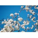 桜　６