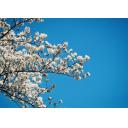 桜　７