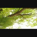 水辺の風景02 楓