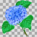【素材】紫陽花・青・透過素材【フリー素材処くらげや】