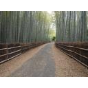竹林の道