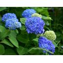 紫陽花の花　2025年撮影
