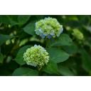 紫陽花の花　2025年撮影