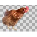 にわとりピッピ（斜め横）【透過画像】 - ニコニ・コモンズ