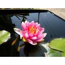 蓮の花 その2