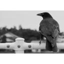 タグ検索 カラス ニコニ コモンズ