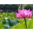 ハスとは ハスとは 単語記事 ニコニコ大百科